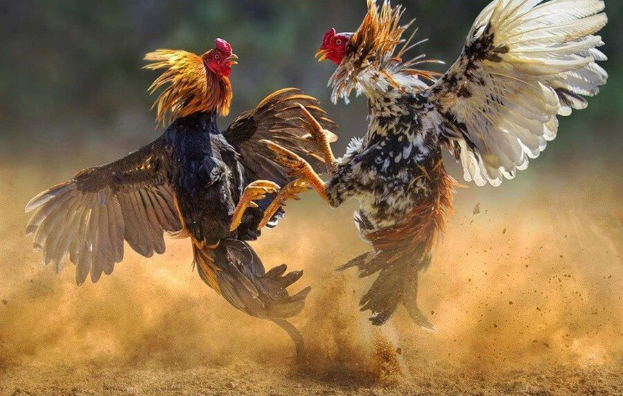 How to Punish Cockfighting for Money? Legal Regulations and Specific Penalties 2 5 3