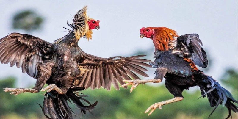 How to Punish Cockfighting for Money? Legal Regulations and Specific Penalties 3 6 2